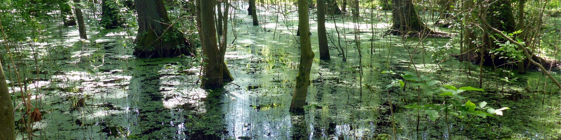Naturschutzgebiet „Weingartener Moor-Bruchwald Grötzingen“ is a nature reserve in Baden-Württemberg, Germany.