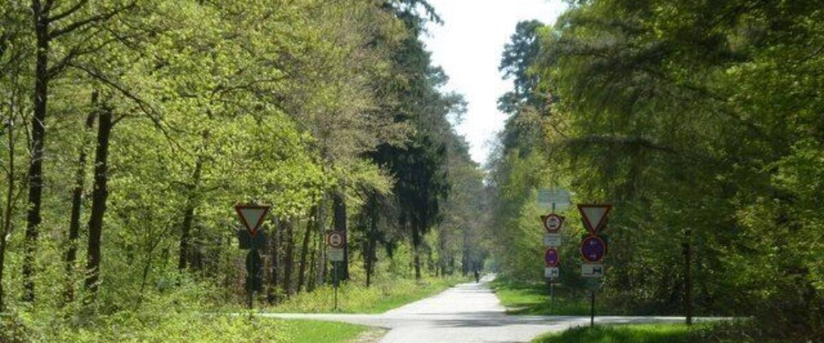 A narrow road flanked by dense green trees, with warning signs indicating a sharp bend and a speed limit of 30 km/h.