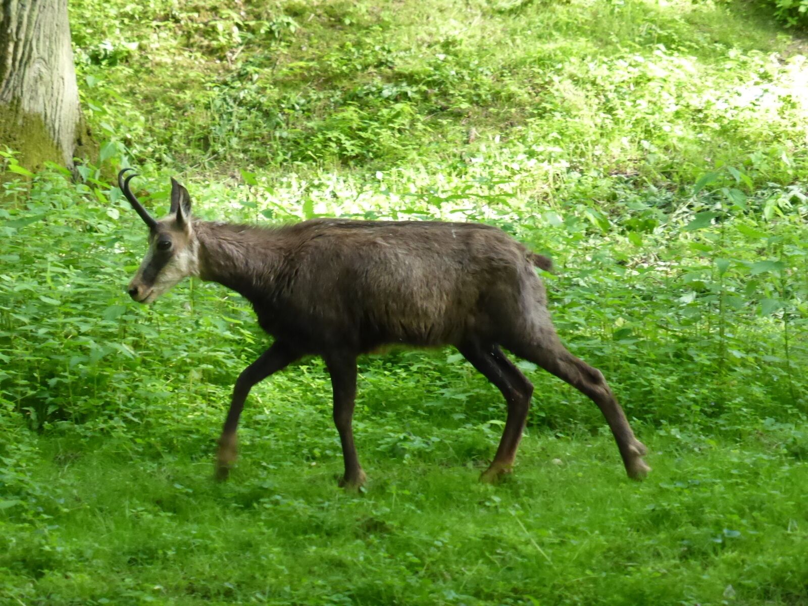 Rupicapra rupicapra in Tierpark Oberwald (Karlsruhe, Deutschland)