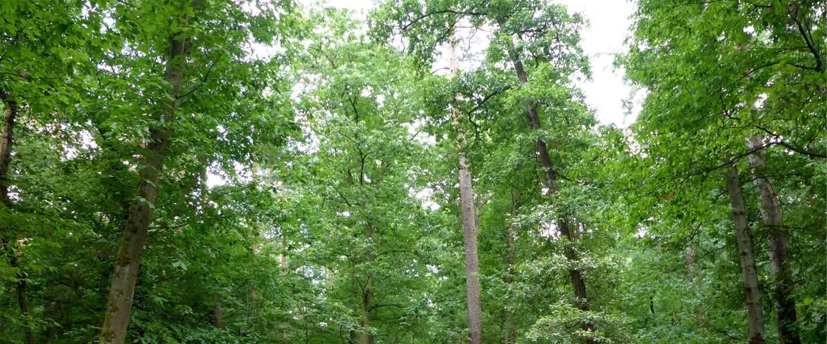 A forested path surrounded by tall trees and dense green foliage.