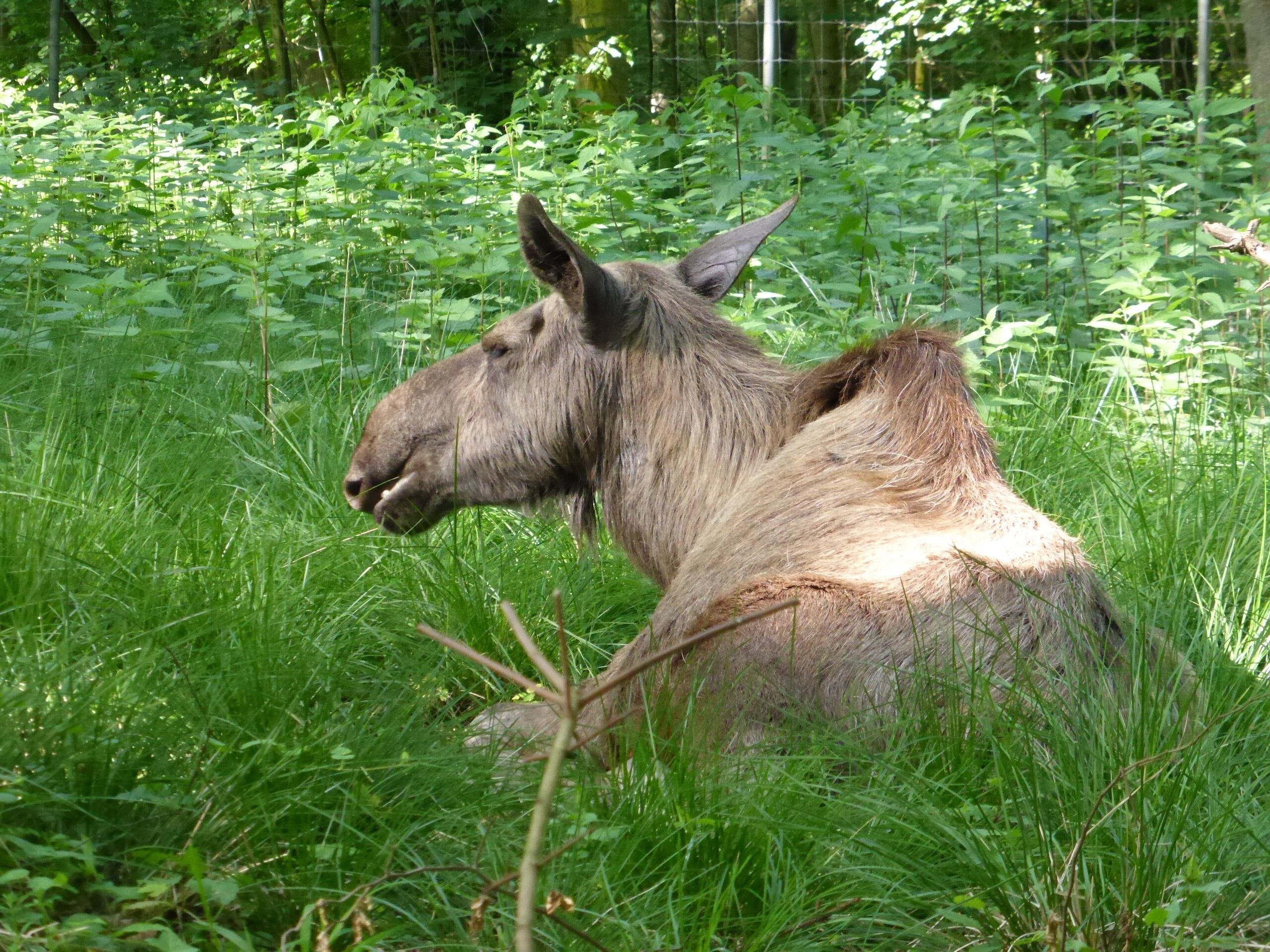 Moose in Tierpark Oberwald (Karlsruhe, Germany)