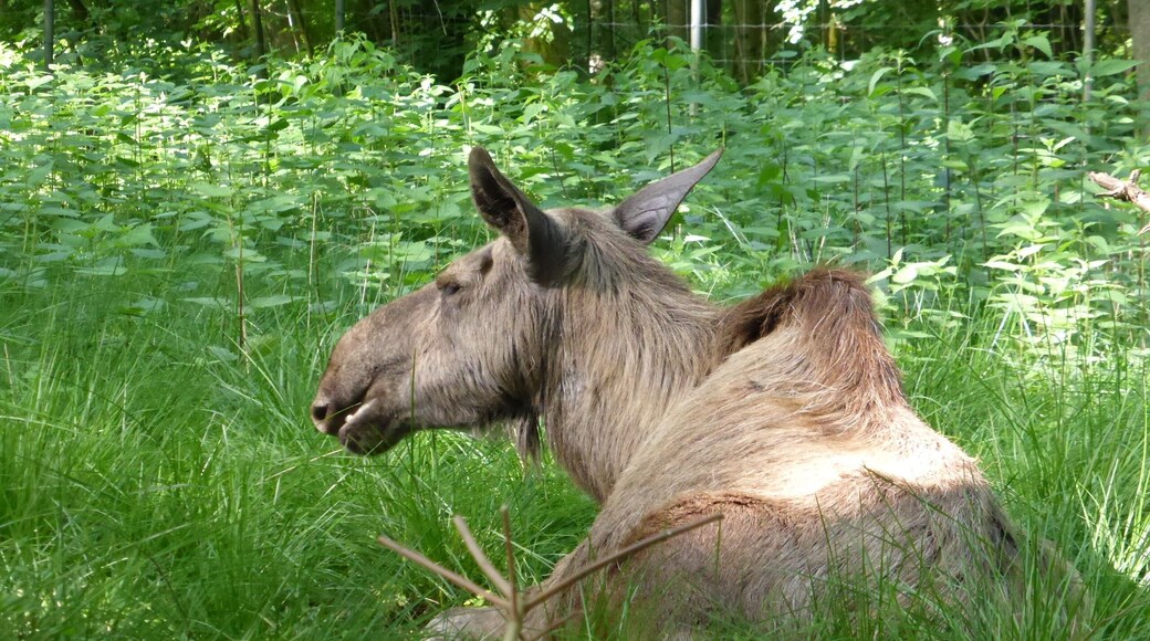 Moose in Tierpark Oberwald (Karlsruhe, Germany)