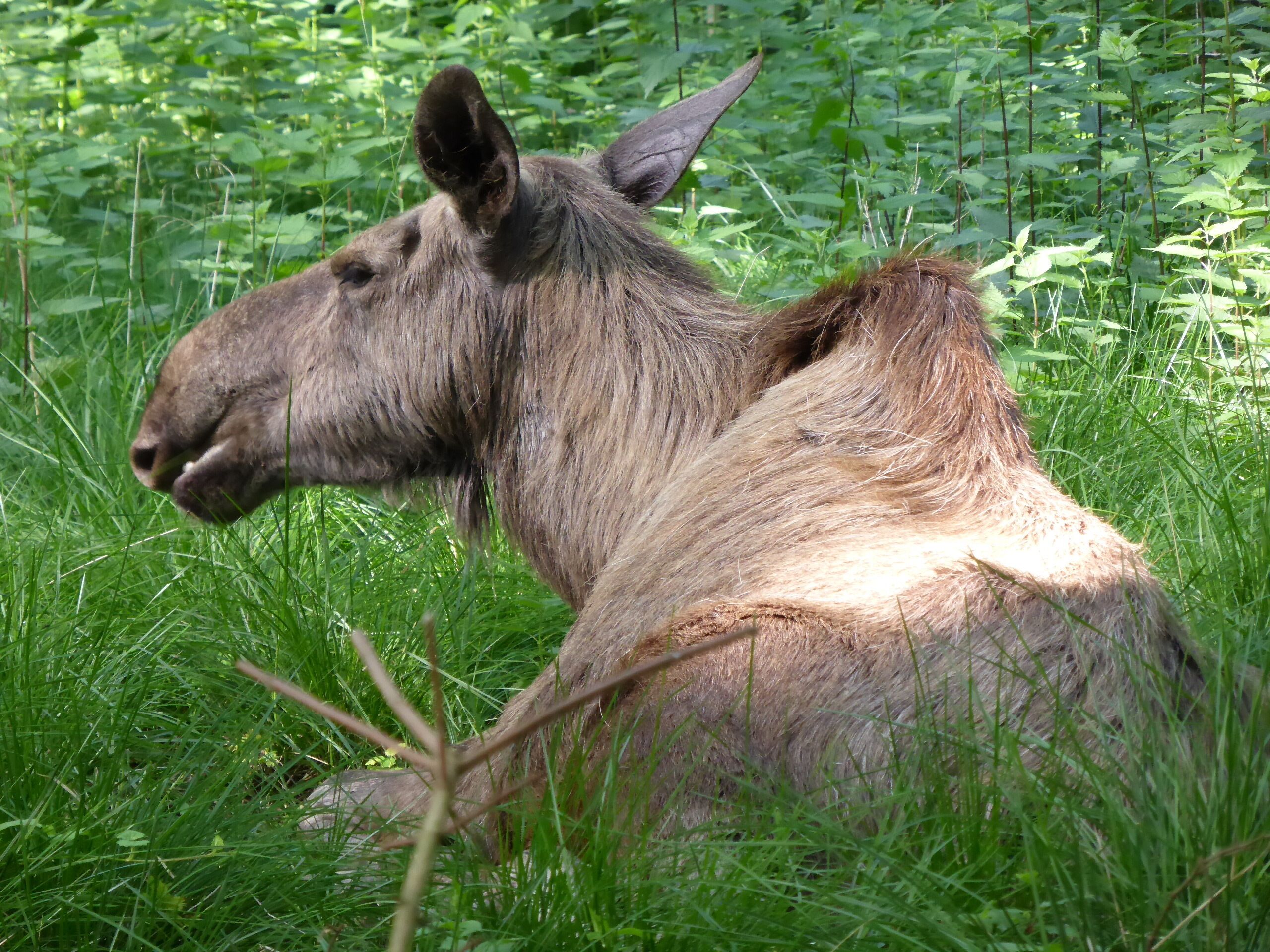 Moose in Tierpark Oberwald (Karlsruhe, Germany)