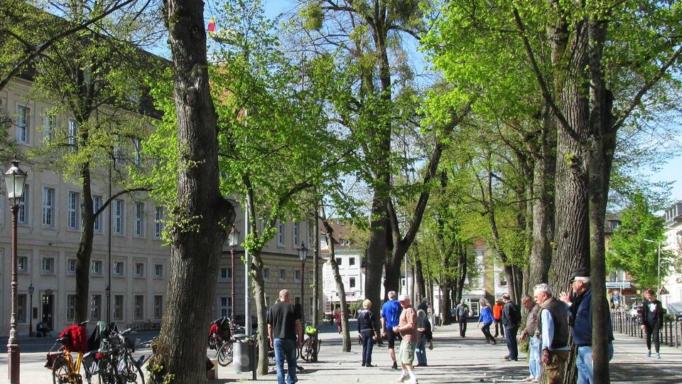 A tree-lined pedestrian street with bicycles parked along the side and people walking.