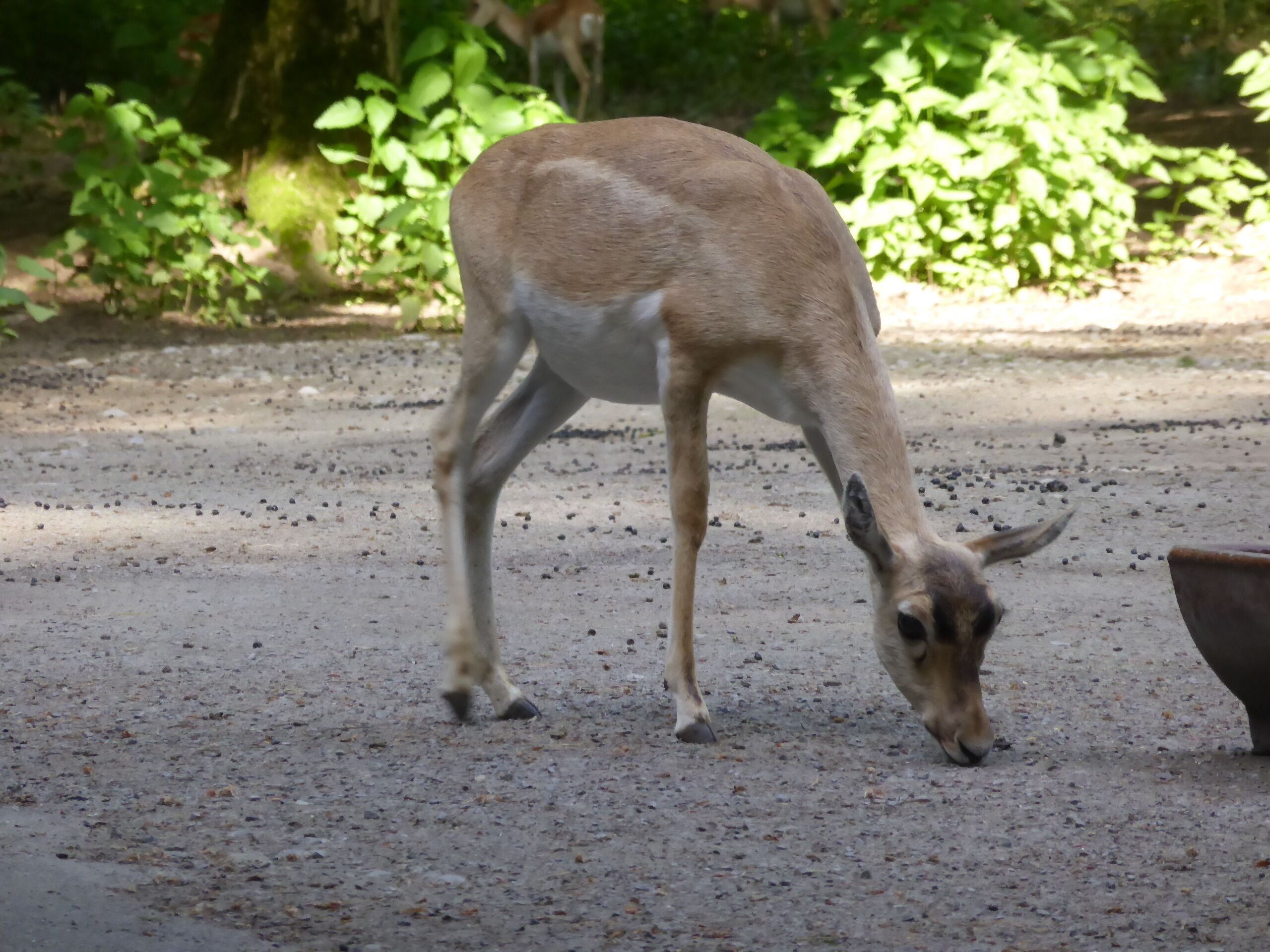 Blackbuck in Tierpark Oberwald (Karlsruhe, Germany)