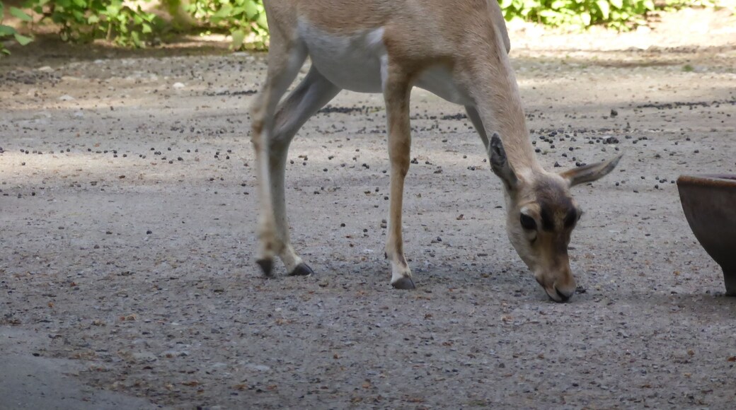 Blackbuck in Tierpark Oberwald (Karlsruhe, Germany)