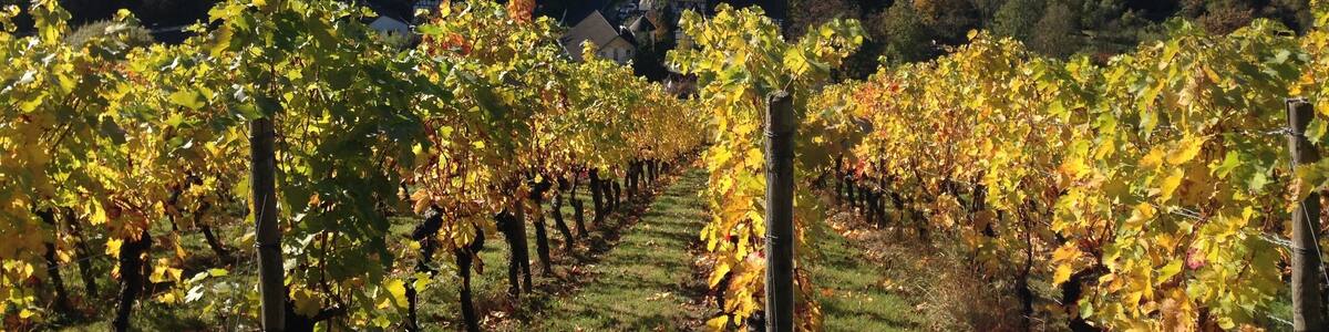 Blick vom Weinberg auf Oberdollendorf