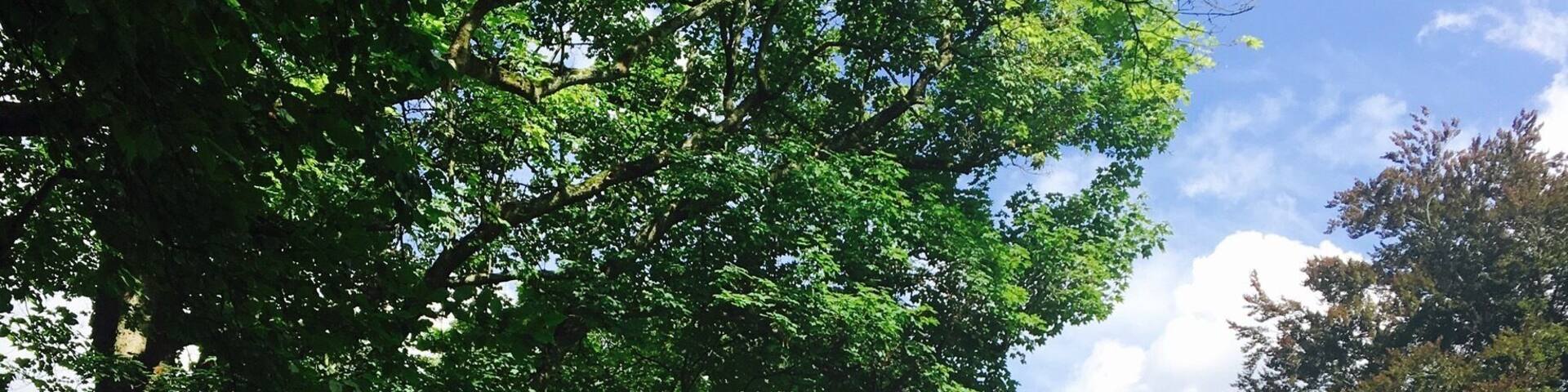 Klosterruine Heisterbach (Heisterbach Abbey). Built in the early 13th century and torn down in 1809. Now the site of the beautiful ruins in the Siebengebirge is a great hiking or cycling destination from Königswinter or Bonn. There's a cafe onsite where you can stop for a drink or snack.