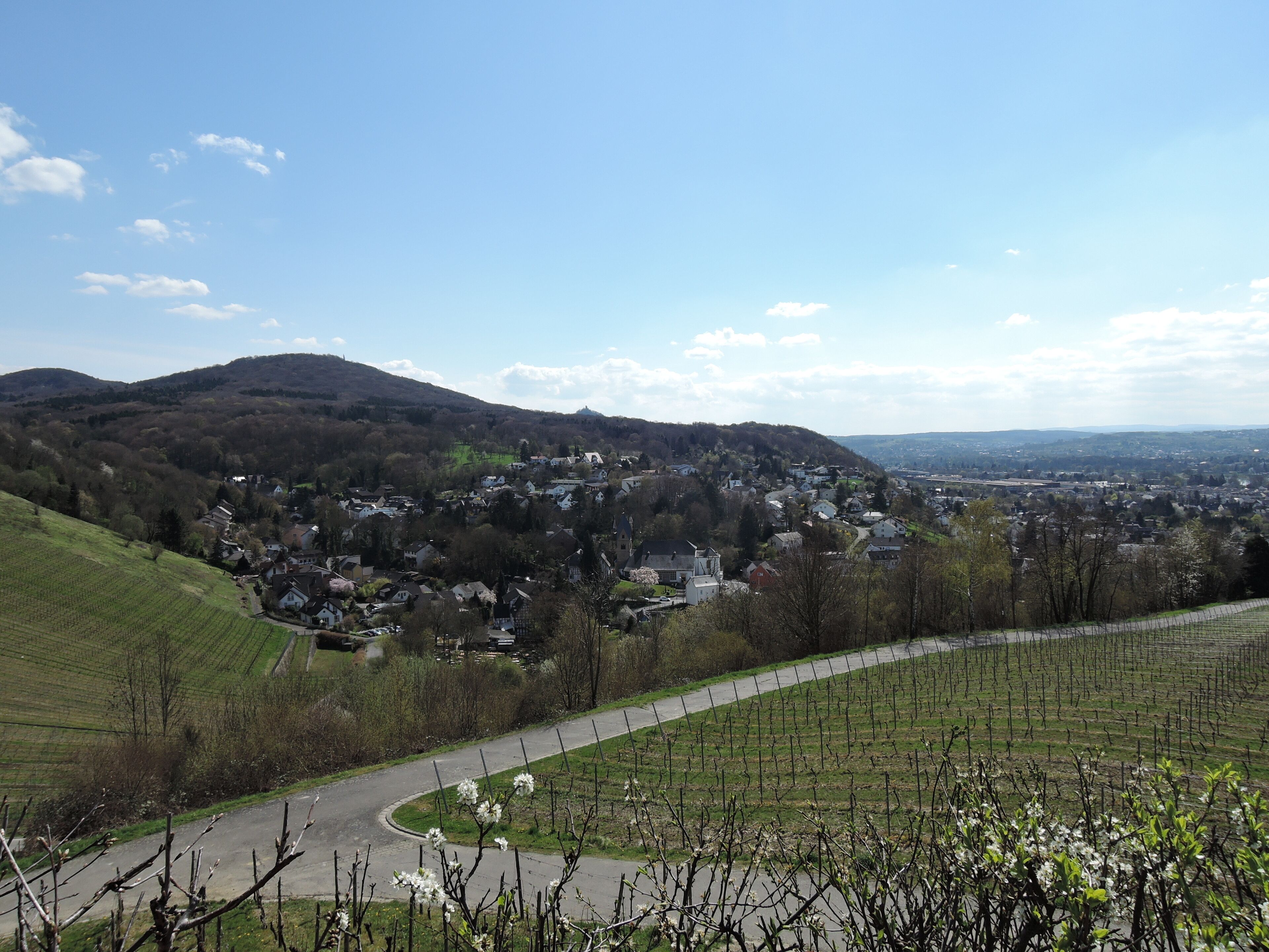 Weinberg Oberdollendorf