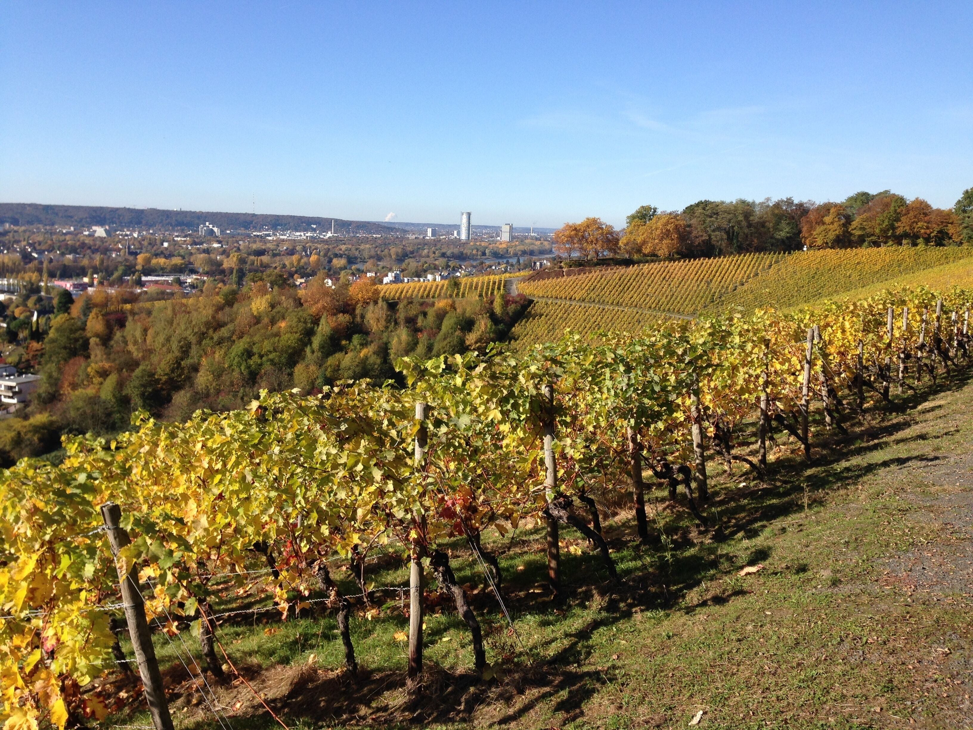 A vineyard with rows of grapevines, a cityscape in the background, and autumn foliage.