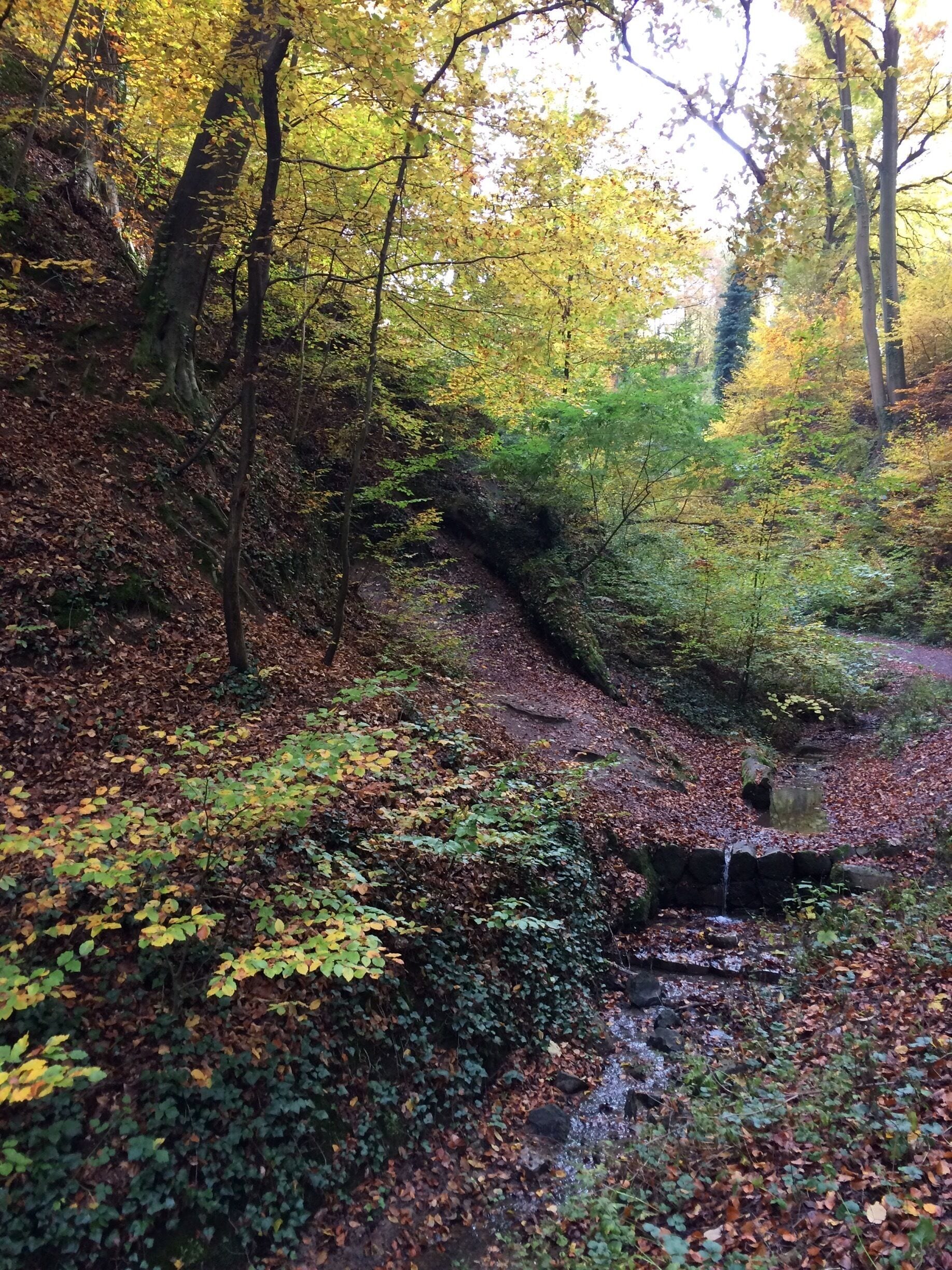 A beautiful stream along the hiking path up Drachenfels. Spectacular autumn foliage and pleasant hike. 1.5km to Schloss Drachenberg or 2.2 km to the top.