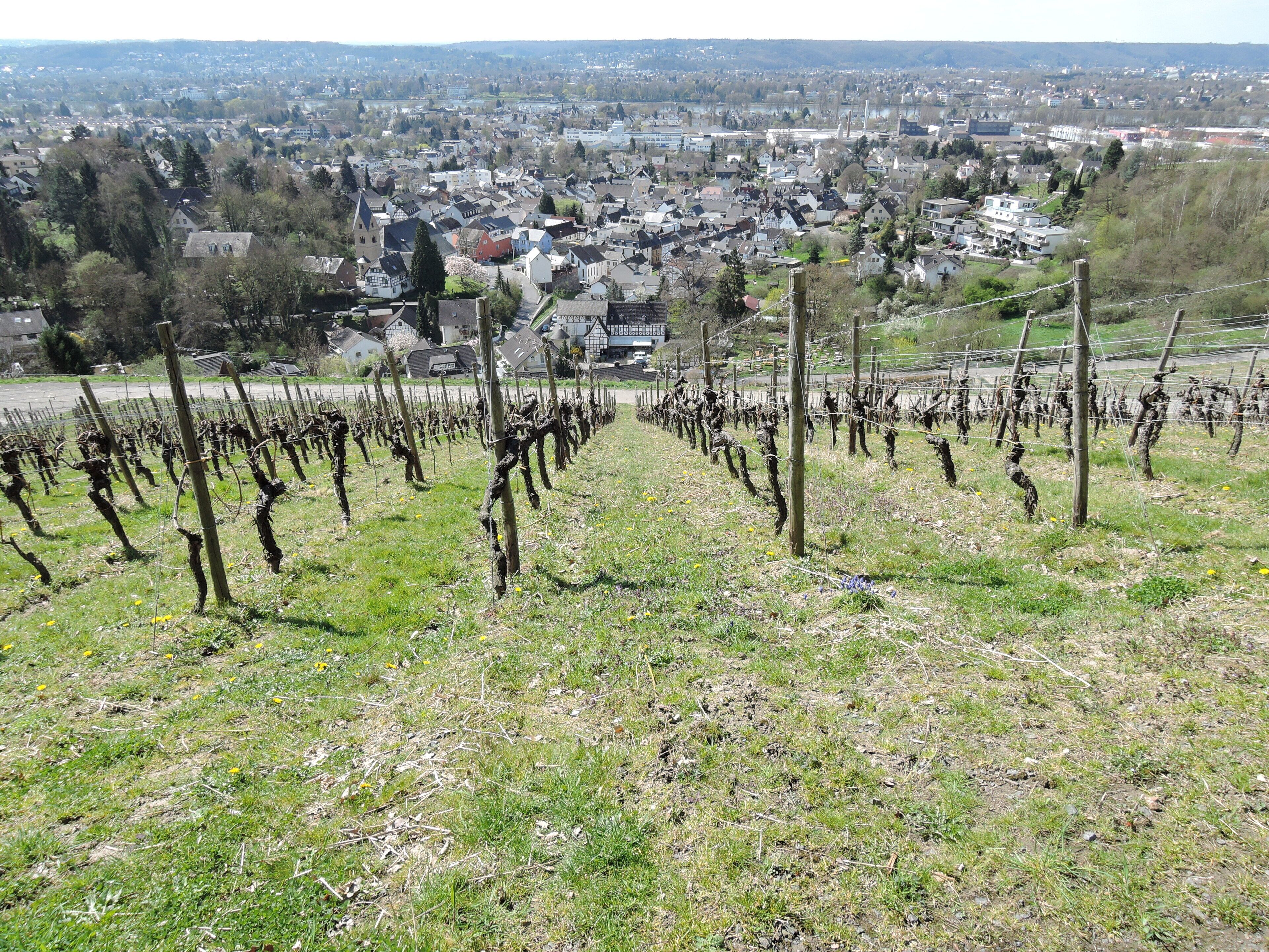 Weinberg Oberdollendorf