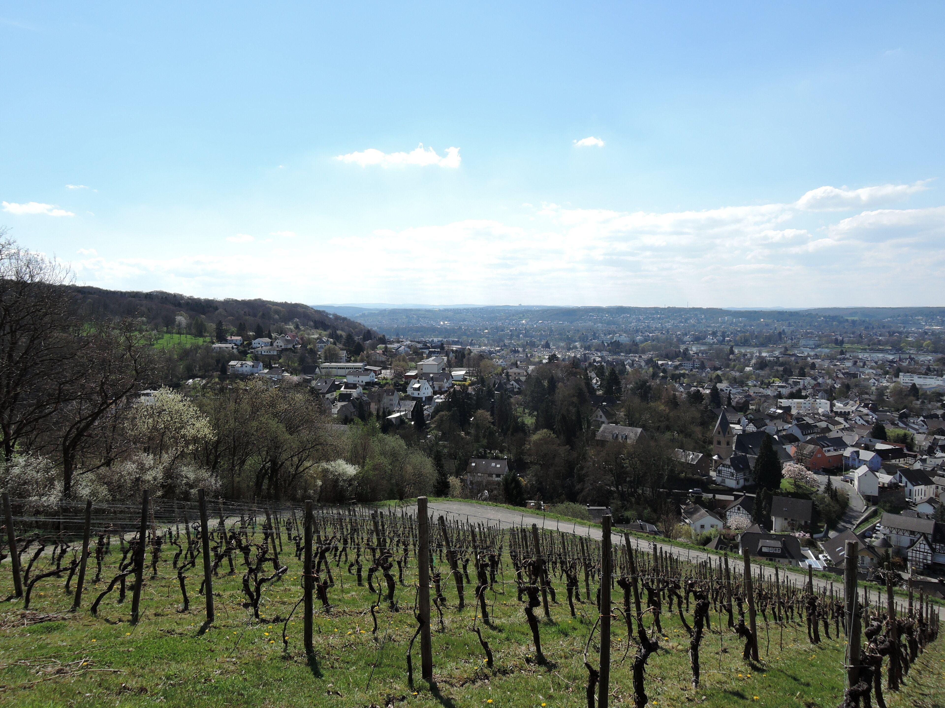 Weinberg Oberdollendorf