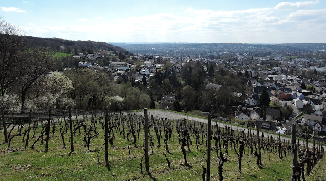 Weinberg Oberdollendorf