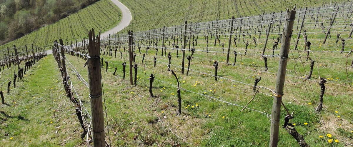 Weinberg Oberdollendorf