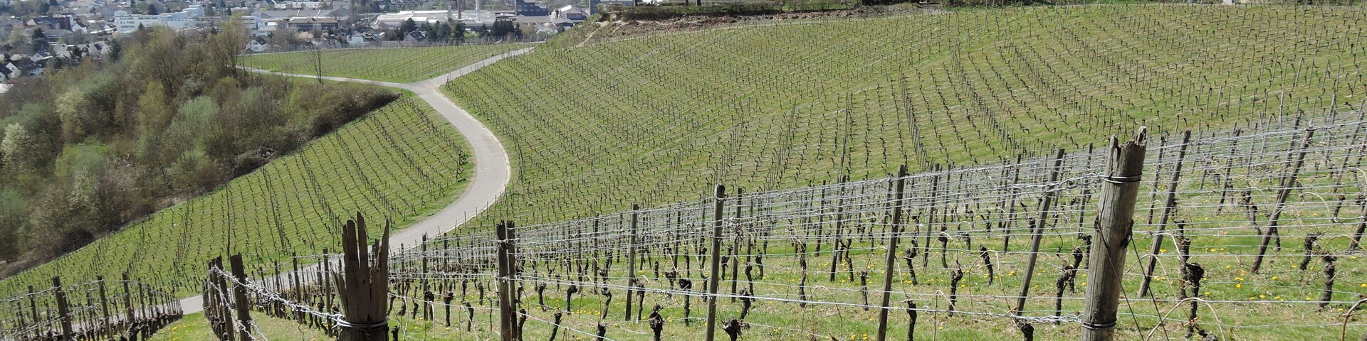 Weinberg Oberdollendorf