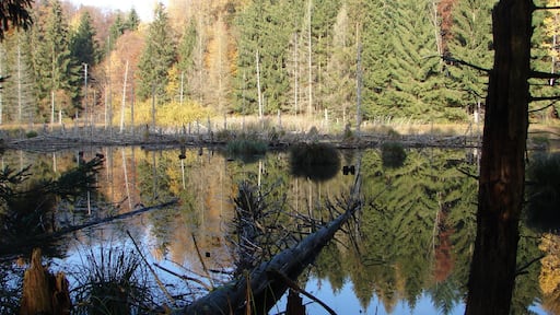 See/Teich im Wald am Moosweg südwestlich von Konstanz-Dettingen; Bereich im Landschaftsschutzgebiet „Bodanrück“ und im FFH-Gebiet „Bodanrück und westl. Bodensee“