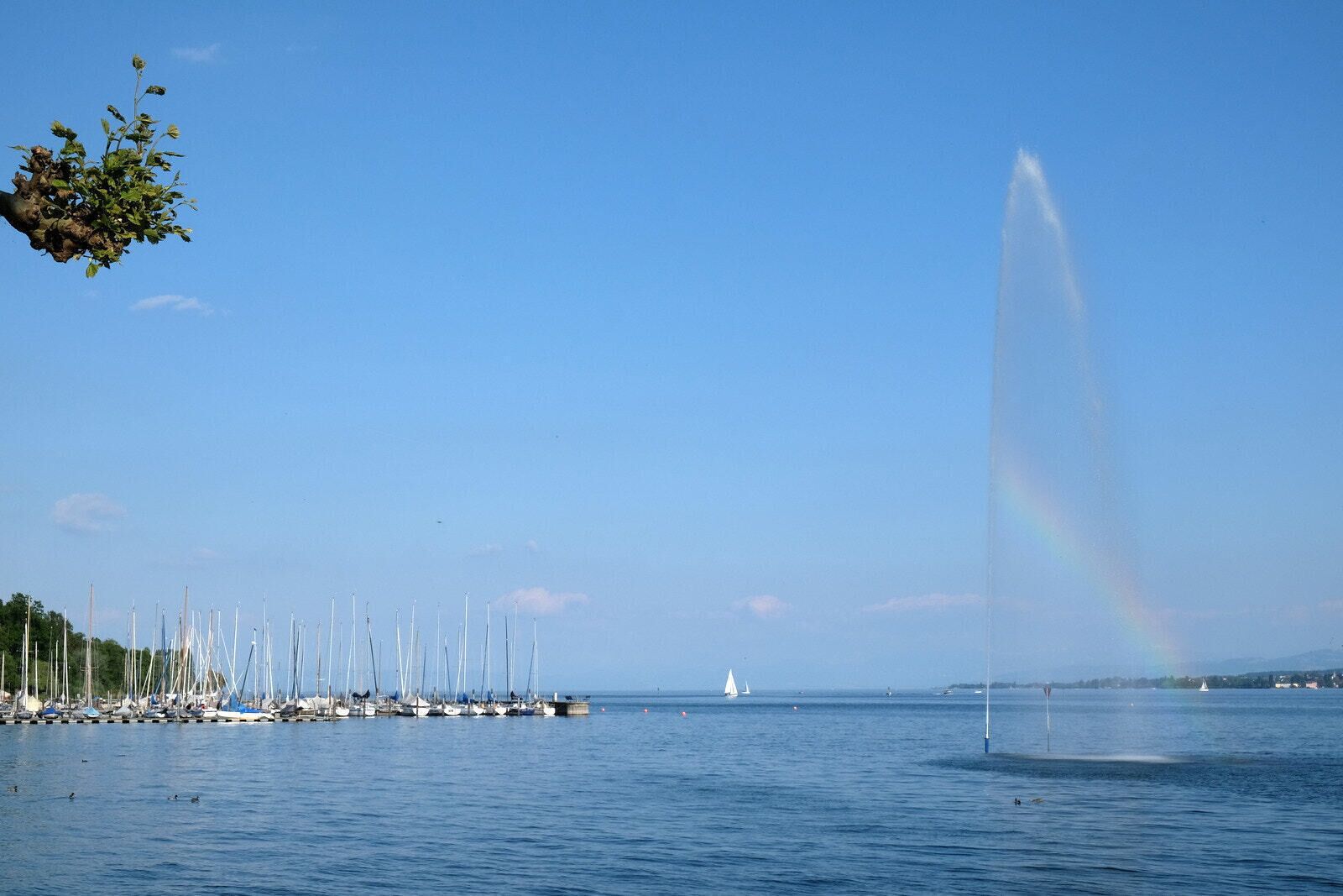 500px provided description: Blogpost: www.jenseitsderfenster.de/2017/05/26/wasservogel-check/ [#Rainbow ,#Konstanz ,#Fountain ,#Blue Sky ,#Bodensee ,#Yacht ,#Sailboat ,#Lake constance]