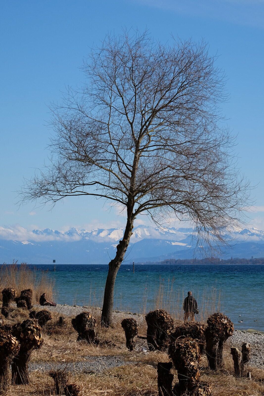 500px provided description: Blogpost and more Photos: www.jenseitsderfenster.de/2017/03/05/sonnensonntag/ [#Tree ,#Alps ,#Konstanz ,#Lake Constance ,#Bodensee]