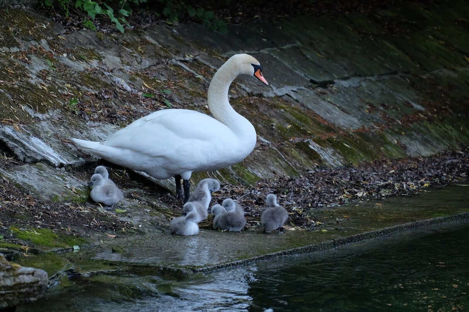 500px provided description: Blogpost and more Photos: www.jenseitsderfenster.de/2017/05/26/beibootvoegel/ [#cygnets ,#Konstanz ,#Schwan ,#Bodensee ,#Cygnus ,#Lake constance ,#Swanling ,#Bootvogel]