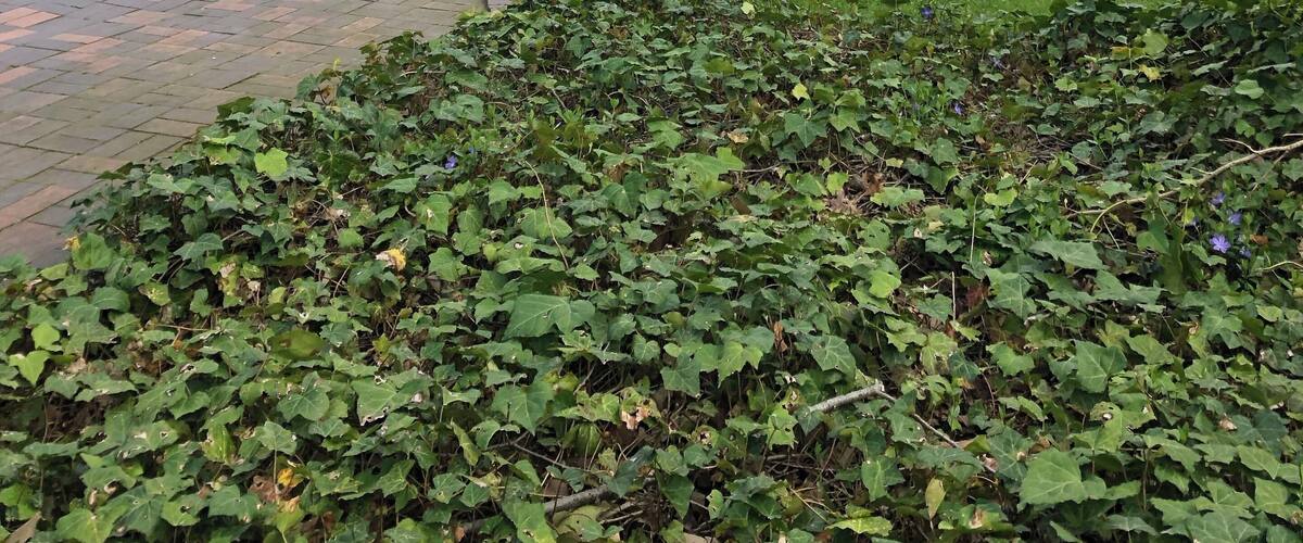 Mies van der Rohe Building... Bauhaus architecture par excellence ❤️