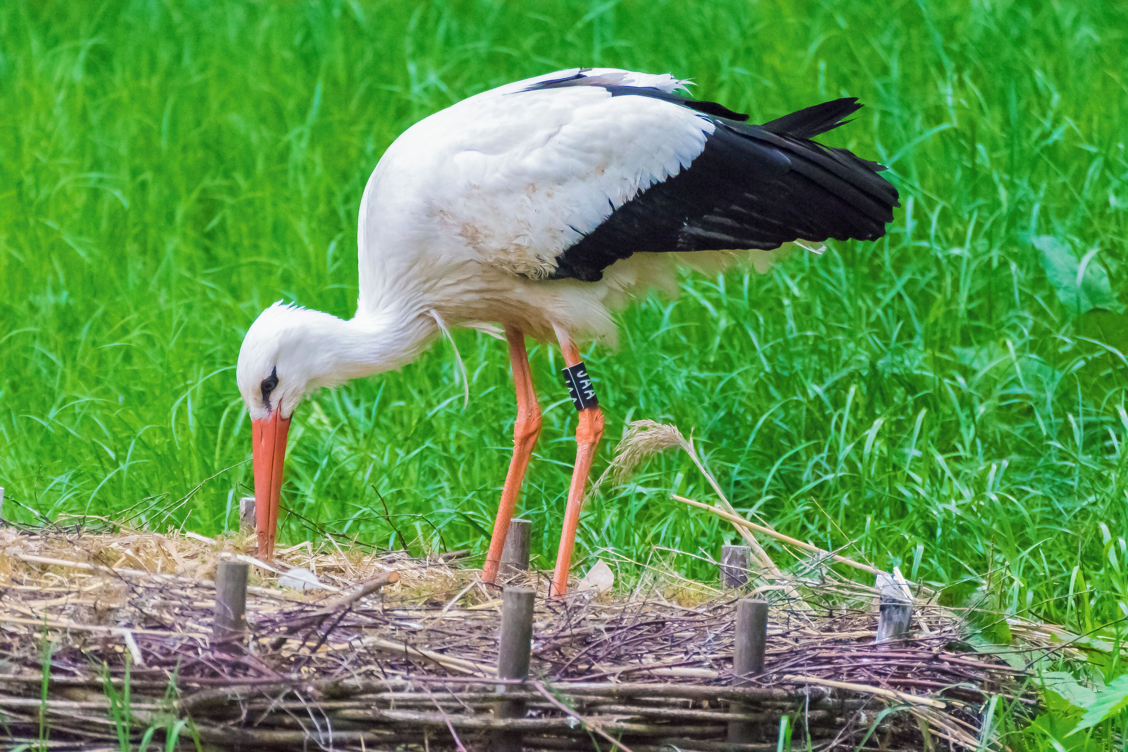 Weißstorch mit 3 Weißstorchenküken im Nest