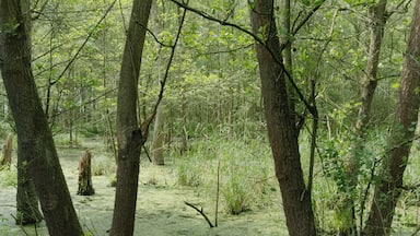 Lampertheim-SĂŒd beim HollĂ€ndergraben - Sumpfwald, Hessen, Deutschland.