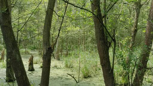 Lampertheim-Süd beim Holländergraben - Sumpfwald, Hessen, Deutschland.