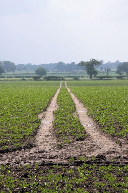 Tracks across brassica crop This large field is located west of the Peddars Way, near Home Farm, Merton.