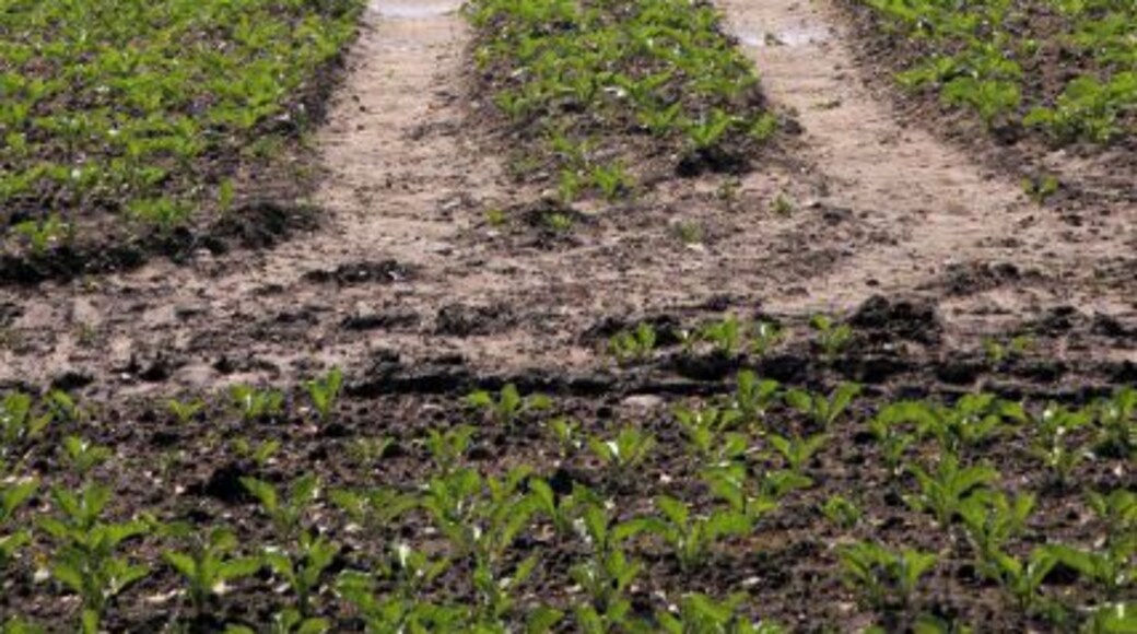 Tracks across brassica crop This large field is located west of the Peddars Way, near Home Farm, Merton.