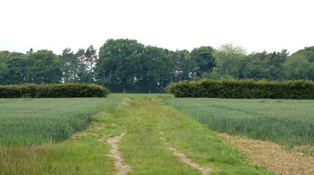 The end of a farm track Looking west along a private farm track north of Carbrooke. The track ends at the gap in the hedge. Access by kind permission of the landowner.