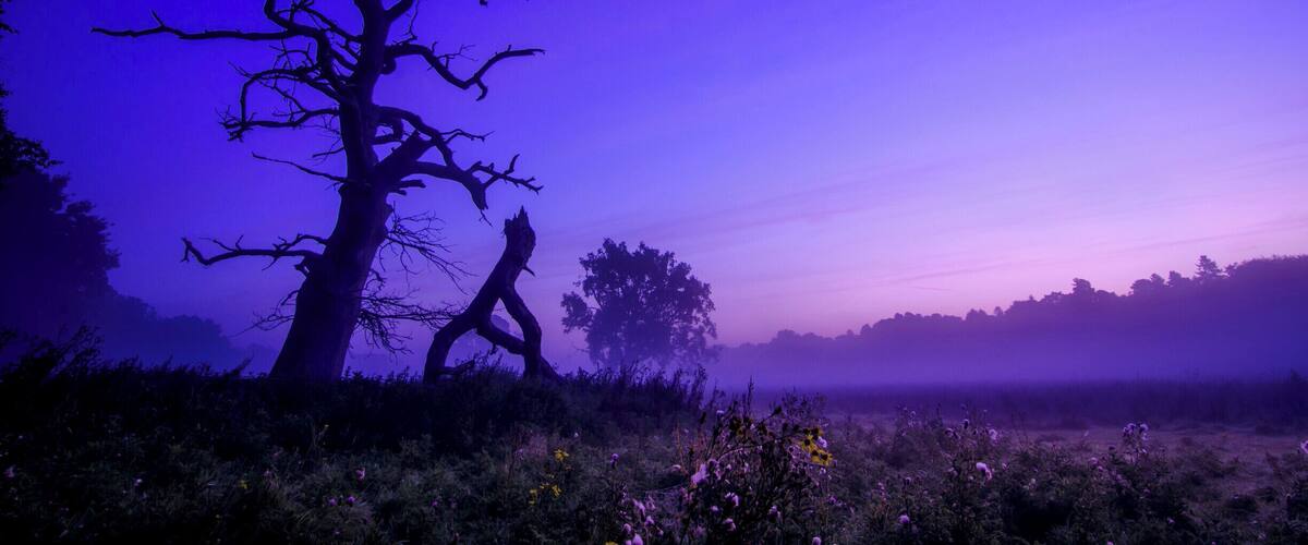 A broken tree at sunrise :)