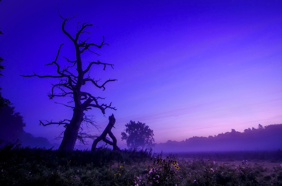 A broken tree at sunrise :)