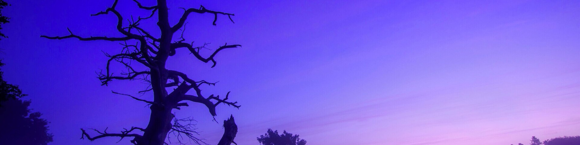 A broken tree at sunrise :)