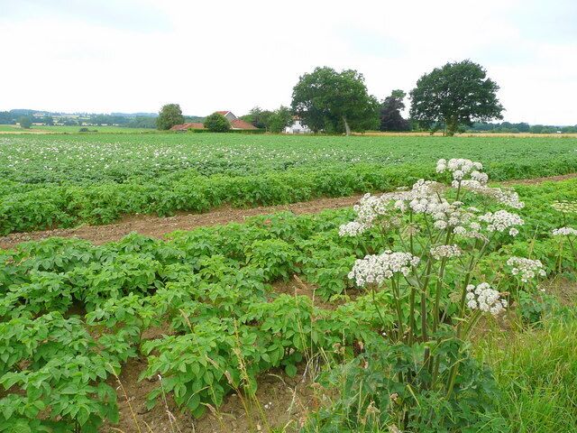 View to Vale House. Across a crop of potatoes south of West End Lane. The plant in the foreground is a Hogweed, Heracleum sphondylium, see 901298 for a close-up.