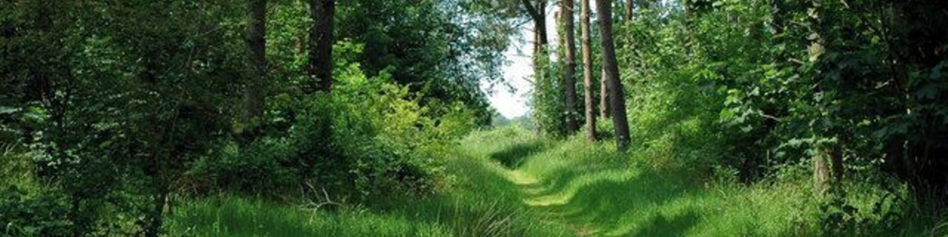 Glebe Covert Footpath through Glebe Covert, near Mundford, Norfolk.
