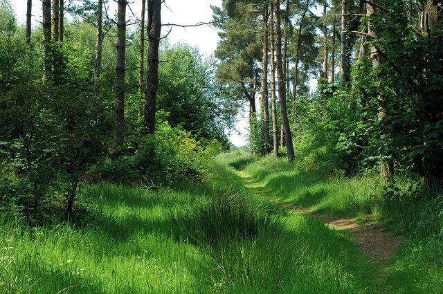 A forested path with tall trees and lush green grass.