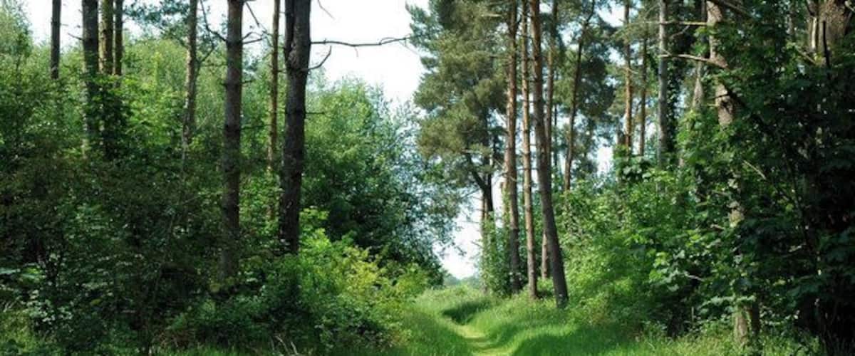 A forested path with tall trees and lush green grass.