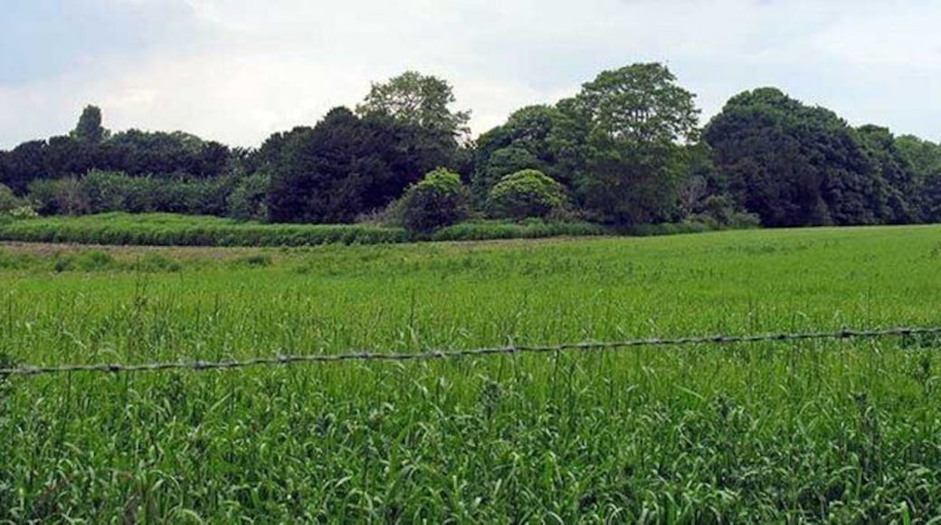 Field next to St Michael and All Angels Church, Didlington, Norfolk