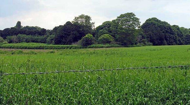 A lush green field with a barbed wire fence in the foreground and a line of trees in the background.