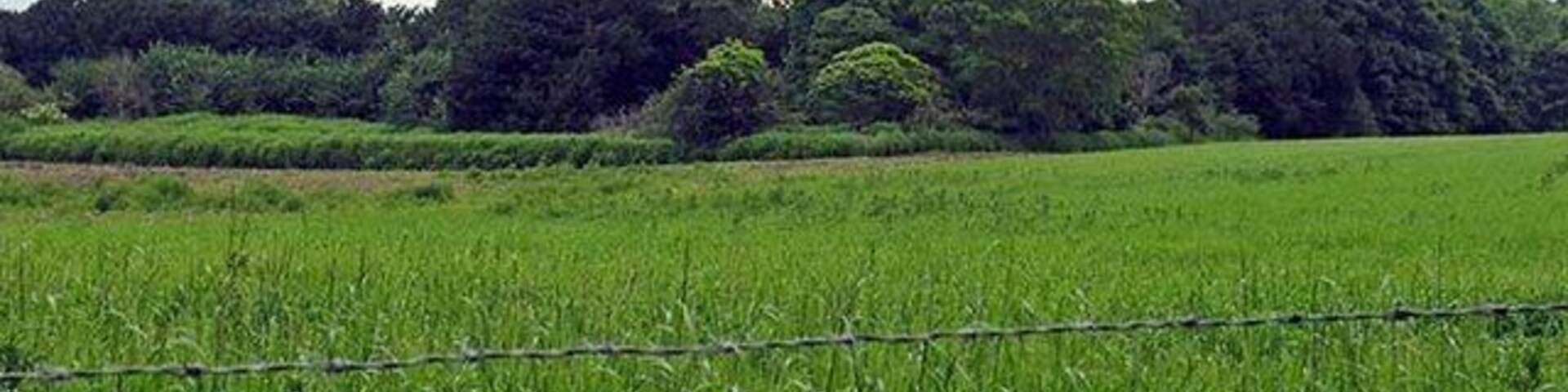 A lush green field with a barbed wire fence in the foreground and a line of trees in the background.