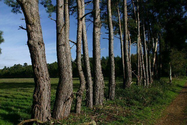 Close-planted trees at Rushford The track leading to Young Plantation is marked by these trees, which are extremely close to each other.