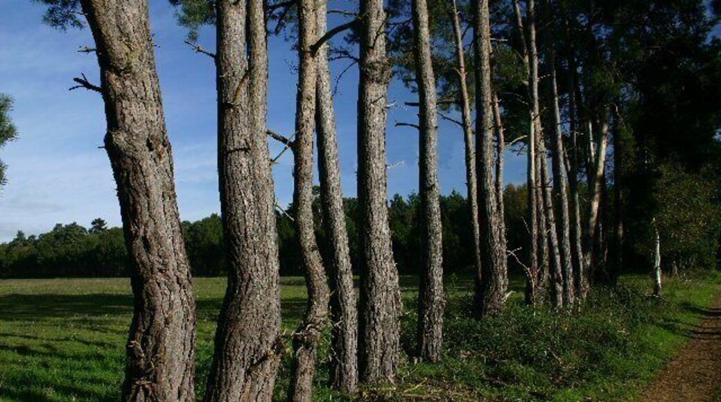 Close-planted trees at Rushford The track leading to Young Plantation is marked by these trees, which are extremely close to each other.
