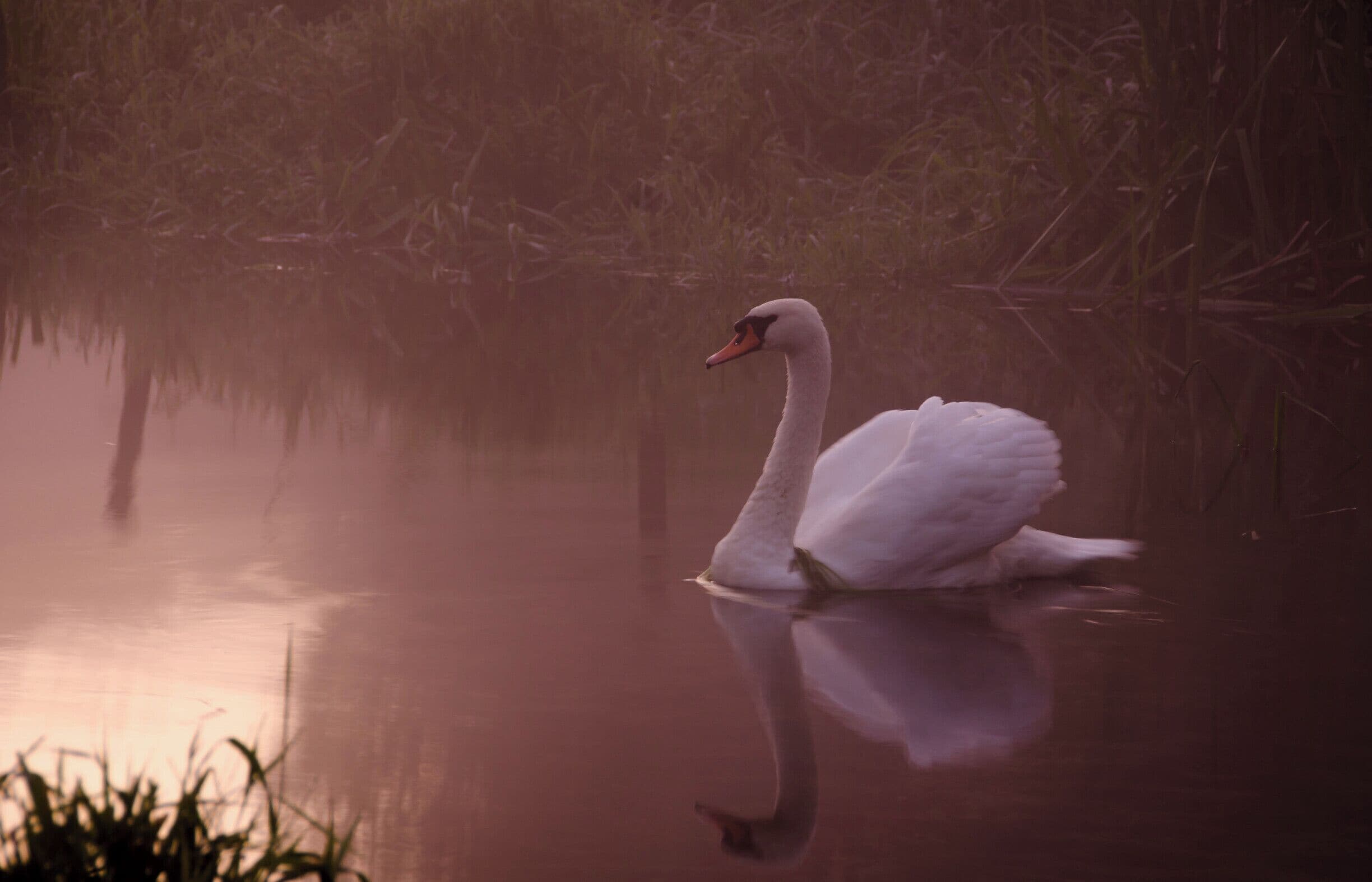 A Hilborough Swan #wildlife 