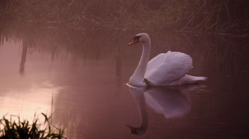 A Hilborough Swan #wildlife