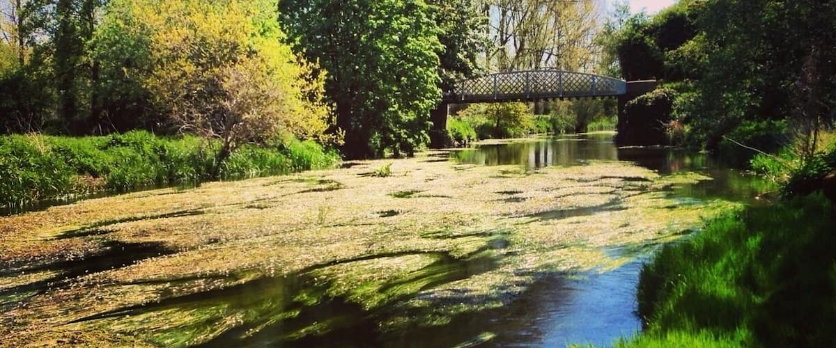 A river with green algae, a wooden bridge, and trees.
