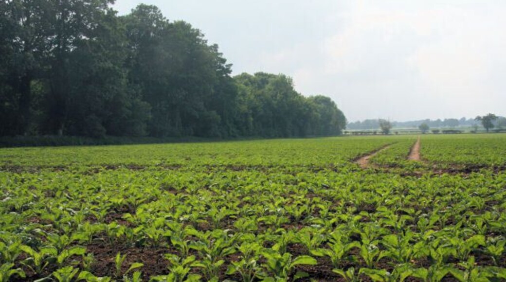 Slate Plantation and brassica field Looking westwards from the Peddars Way at Cuckoo Lodge across a large field planted with a brassica crop. The woodland is known as Slate Plantation.