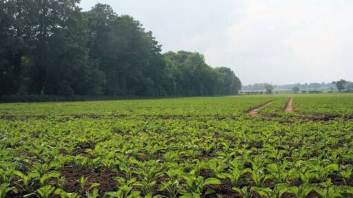 Slate Plantation and brassica field Looking westwards from the Peddars Way at Cuckoo Lodge across a large field planted with a brassica crop. The woodland is known as Slate Plantation.