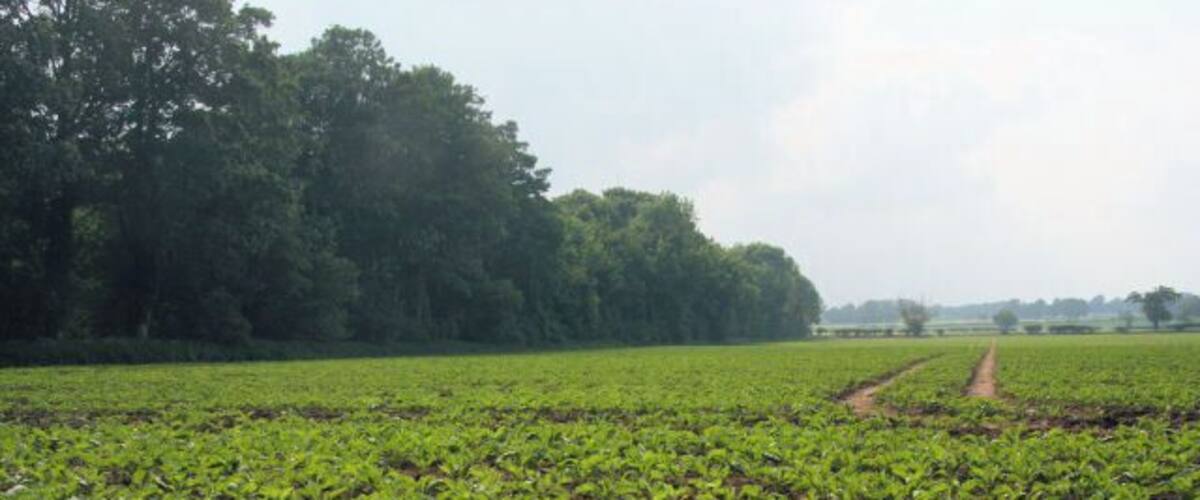 A field of young green plants with a dirt path leading through it.