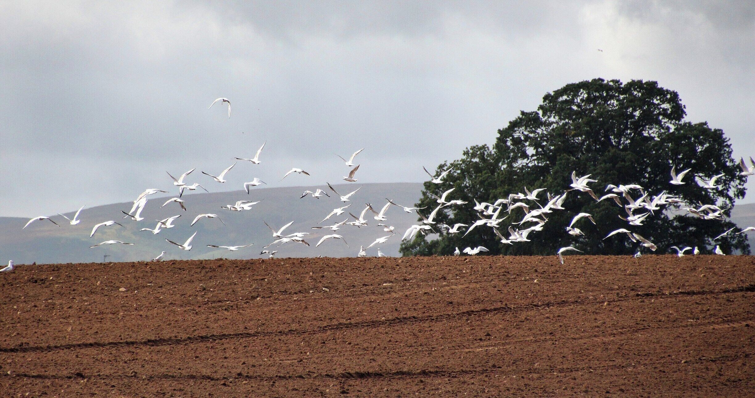 A flock of birds flying over a plowed field with a tree and mountains in the background.
